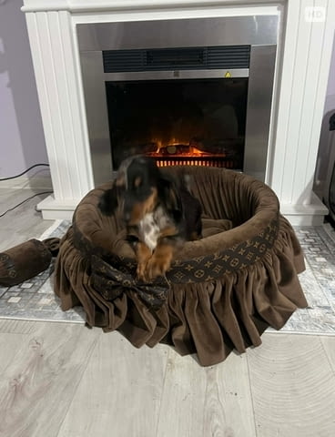 Дакел джудже с дълга козина, мерл, женски Дакел малък, 6 месеца, Ваксинирано - Да - град Извън България | Кучета - снимка 2