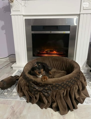 Дакел джудже с дълга козина, мерл, женски Дакел малък, 6 месеца, Ваксинирано - Да - град Извън България | Кучета - снимка 3