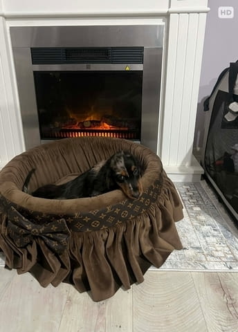 Дакел джудже с дълга козина, мерл, женски Дакел малък, 6 месеца, Ваксинирано - Да - град Извън България | Кучета - снимка 4