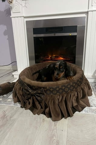 Дакел джудже с дълга козина, мерл, женски Дакел малък, 6 месеца, Ваксинирано - Да - град Извън България | Кучета - снимка 5