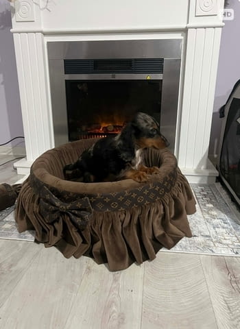 Дакел джудже с дълга козина, мерл, женски Дакел малък, 6 месеца, Ваксинирано - Да - град Извън България | Кучета - снимка 6