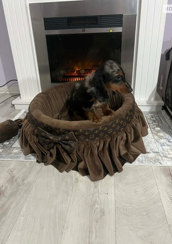 Дакел джудже с дълга козина, мерл, женски Дакел малък, 6 месеца, Ваксинирано - Да - град Извън България | Кучета - снимка 7