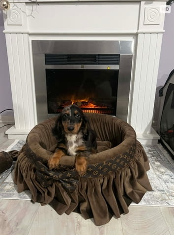 Дакел джудже с дълга козина, мерл, женски Дакел малък, 6 месеца, Ваксинирано - Да - град Извън България | Кучета - снимка 8