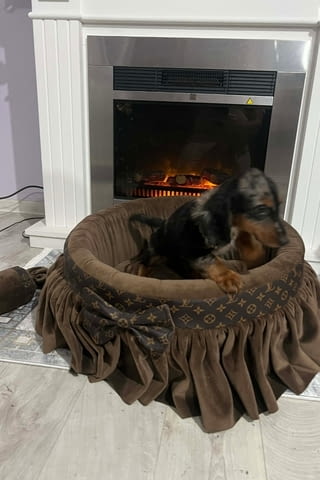 Дакел джудже с дълга козина, мерл, женски Дакел малък, 6 месеца, Ваксинирано - Да - град Извън България | Кучета - снимка 9