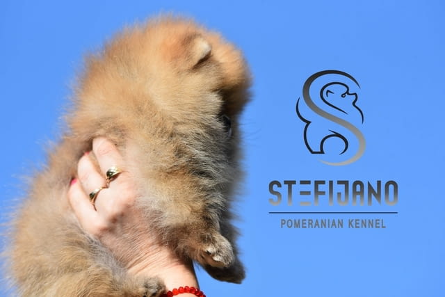 Померан BOO – Кученца с върховно качество Померан (Малък английски шпиц), Ваксинирано - Да, Обезпаразитено - Да - град Извън България | Кучета - снимка 4