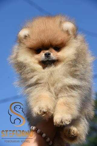 Померан BOO – Кученца с върховно качество Померан (Малък английски шпиц), Ваксинирано - Да, Обезпаразитено - Да - град Извън България | Кучета - снимка 5