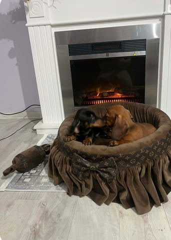 Късокосмести дакели Shorthair Dachshund, 2 Months, Vaccinated - Yes - city of Izvun Bulgaria | Dogs - снимка 2