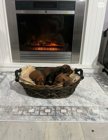 Късокосмести дакели Shorthair Dachshund, 2 Months, Vaccinated - Yes - city of Izvun Bulgaria | Dogs - снимка 6