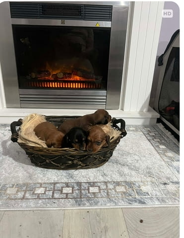 Късокосмести дакели Shorthair Dachshund, 2 Months, Vaccinated - Yes - city of Izvun Bulgaria | Dogs - снимка 7