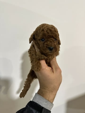 Червени и кайсиеви той пудели Пудел мини, Ваксинирано - Да, Обезпаразитено - Да - град София | Кучета - снимка 1