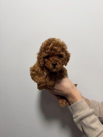 Червени и кайсиеви той пудели Пудел мини, Ваксинирано - Да, Обезпаразитено - Да - град София | Кучета - снимка 2