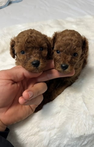 Червени и кайсиеви той пудели Пудел мини, Ваксинирано - Да, Обезпаразитено - Да - град София | Кучета - снимка 3