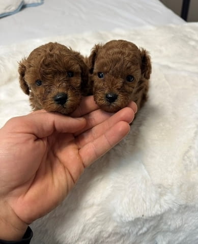 Червени и кайсиеви той пудели Пудел мини, Ваксинирано - Да, Обезпаразитено - Да - град София | Кучета - снимка 4