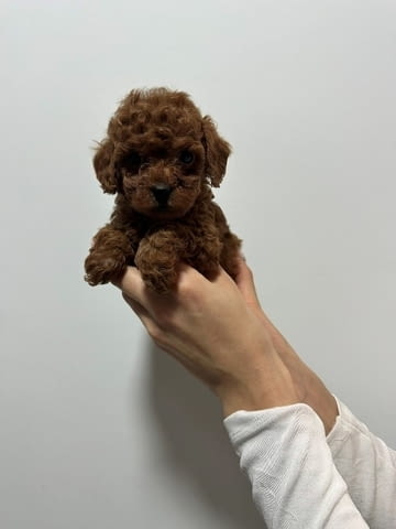 Червени и кайсиеви той пудели Пудел мини, Ваксинирано - Да, Обезпаразитено - Да - град София | Кучета - снимка 5