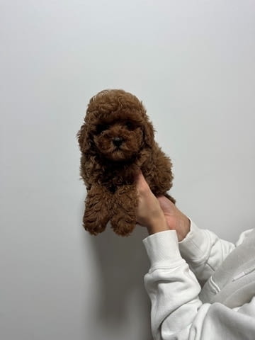 Червени и кайсиеви той пудели Пудел мини, Ваксинирано - Да, Обезпаразитено - Да - град София | Кучета - снимка 6