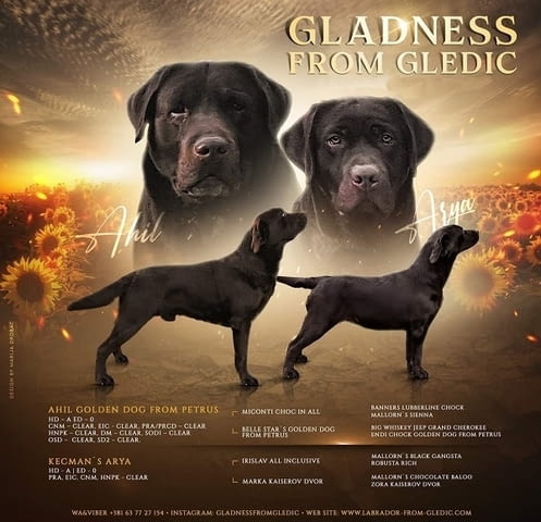 Кученца кафяв лабрадор Labrador Retriever, 1 Month, Vaccinated - Yes - city of Izvun Bulgaria | Dogs - снимка 3