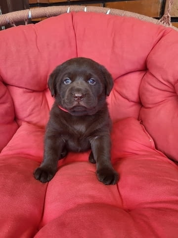 Кученца кафяв лабрадор Labrador Retriever, 1 Month, Vaccinated - Yes - city of Izvun Bulgaria | Dogs - снимка 5