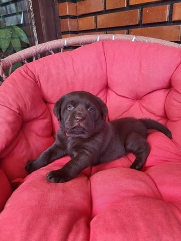 Кученца кафяв лабрадор Labrador Retriever, 1 Month, Vaccinated - Yes - city of Izvun Bulgaria | Dogs - снимка 6