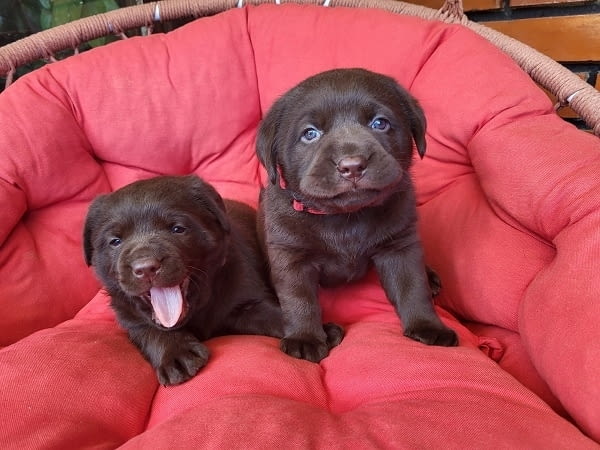 Кученца кафяв лабрадор Labrador Retriever, 1 Month, Vaccinated - Yes - city of Izvun Bulgaria | Dogs - снимка 8