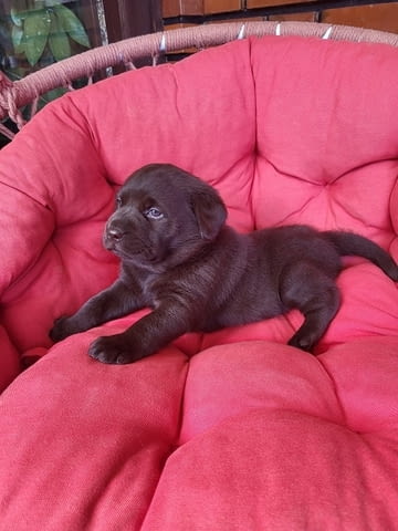 Кученца кафяв лабрадор Labrador Retriever, 1 Month, Vaccinated - Yes - city of Izvun Bulgaria | Dogs - снимка 9
