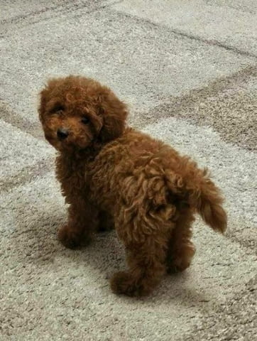 Кученца от породата той-пудел Пудел мини, Ваксинирано - Да, Обезпаразитено - Да - град София | Кучета - снимка 2