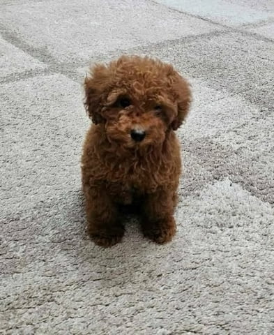 Кученца от породата той-пудел Пудел мини, Ваксинирано - Да, Обезпаразитено - Да - град София | Кучета - снимка 3