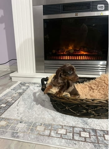 Дакели джудже късокосмести екстра мини Shorthair Dachshund, 2 Months, Vaccinated - Yes - city of Izvun Bulgaria | Dogs - снимка 2
