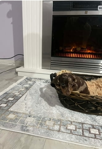 Дакели джудже късокосмести екстра мини Shorthair Dachshund, 2 Months, Vaccinated - Yes - city of Izvun Bulgaria | Dogs - снимка 3