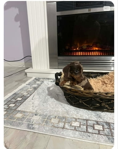 Дакели джудже късокосмести екстра мини Shorthair Dachshund, 2 Months, Vaccinated - Yes - city of Izvun Bulgaria | Dogs - снимка 4