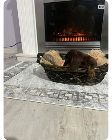 Дакели джудже късокосмести екстра мини Shorthair Dachshund, 2 Months, Vaccinated - Yes - city of Izvun Bulgaria | Dogs - снимка 5