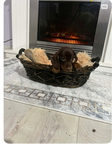 Дакели джудже късокосмести екстра мини Shorthair Dachshund, 2 Months, Vaccinated - Yes - city of Izvun Bulgaria | Dogs - снимка 6