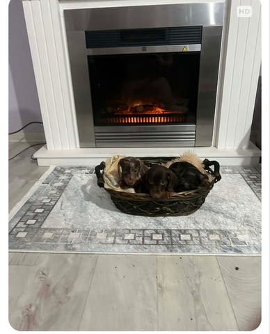 Дакели джудже късокосмести екстра мини Shorthair Dachshund, 2 Months, Vaccinated - Yes - city of Izvun Bulgaria | Dogs - снимка 7
