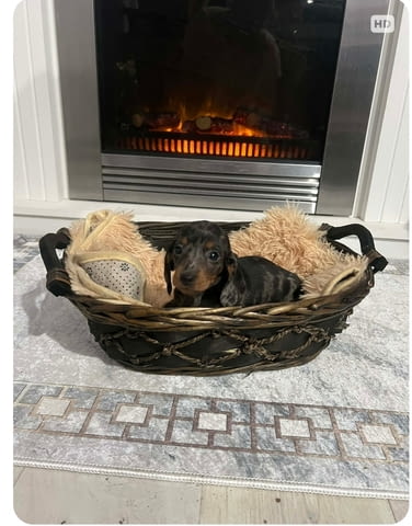 Дакели джудже късокосмести екстра мини Shorthair Dachshund, 2 Months, Vaccinated - Yes - city of Izvun Bulgaria | Dogs - снимка 8