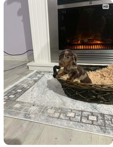 Дакели джудже късокосмести екстра мини Shorthair Dachshund, 2 Months, Vaccinated - Yes - city of Izvun Bulgaria | Dogs - снимка 9