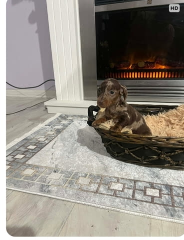 Дакели джудже късокосмести екстра мини Shorthair Dachshund, 2 Months, Vaccinated - Yes - city of Izvun Bulgaria | Dogs - снимка 10