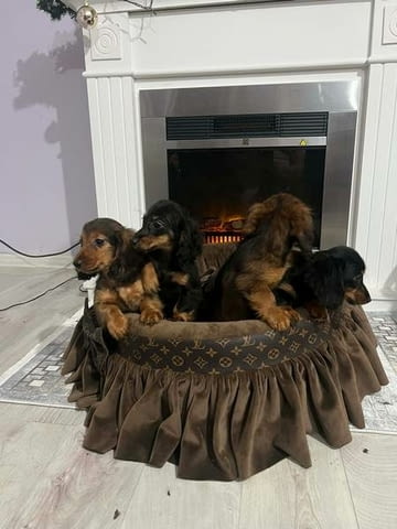 Кученца джудже дакел с дълга козина Longhair Dachshund, 2 Months, Vaccinated - Yes - city of Izvun Bulgaria | Dogs - снимка 2