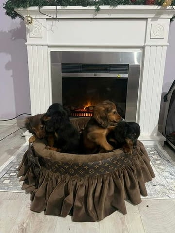Кученца джудже дакел с дълга козина Longhair Dachshund, 2 Months, Vaccinated - Yes - city of Izvun Bulgaria | Dogs - снимка 3
