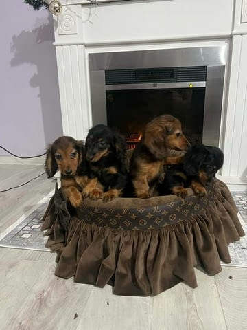 Кученца джудже дакел с дълга козина Longhair Dachshund, 2 Months, Vaccinated - Yes - city of Izvun Bulgaria | Dogs - снимка 4