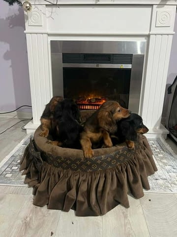 Кученца джудже дакел с дълга козина Longhair Dachshund, 2 Months, Vaccinated - Yes - city of Izvun Bulgaria | Dogs - снимка 5