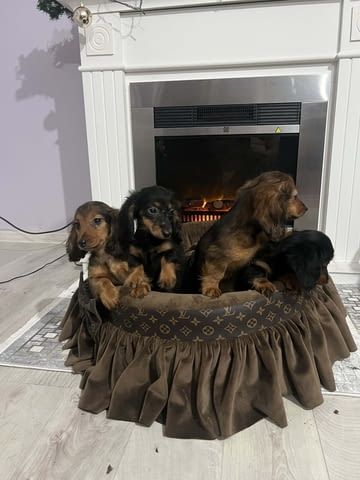 Кученца джудже дакел с дълга козина Longhair Dachshund, 2 Months, Vaccinated - Yes - city of Izvun Bulgaria | Dogs - снимка 6