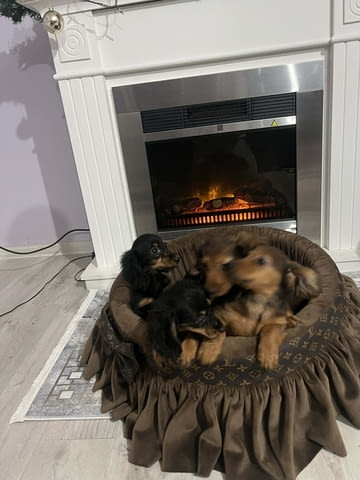 Кученца джудже дакел с дълга козина Longhair Dachshund, 2 Months, Vaccinated - Yes - city of Izvun Bulgaria | Dogs - снимка 7