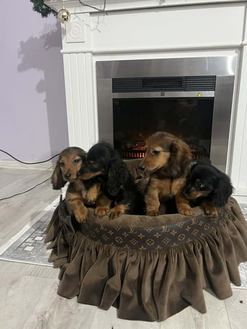 Кученца джудже дакел с дълга козина Longhair Dachshund, 2 Months, Vaccinated - Yes - city of Izvun Bulgaria | Dogs - снимка 8