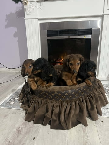 Кученца джудже дакел с дълга козина Longhair Dachshund, 2 Months, Vaccinated - Yes - city of Izvun Bulgaria | Dogs - снимка 9