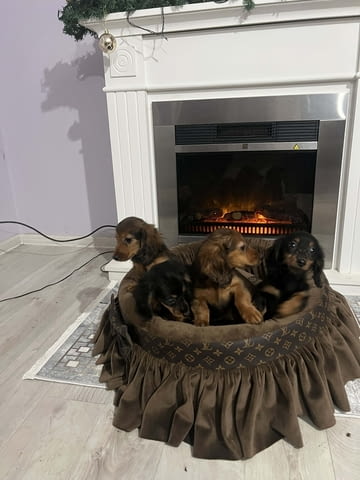 Кученца джудже дакел с дълга козина Longhair Dachshund, 2 Months, Vaccinated - Yes - city of Izvun Bulgaria | Dogs - снимка 10