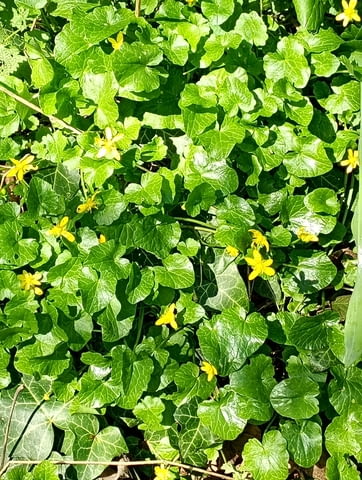 Жълтурче лютиче - град Монтана | Цветя / Растения / Саксии