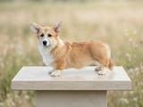 JAMESON GOLD, exclusive male Welsh Corgi Pembroke