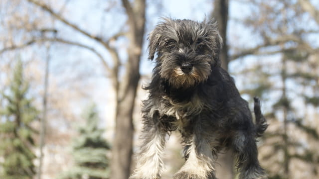 Куче цверг шнауцер Mini Schnauzer, 3 Months, Vaccinated - Yes - city of Sofia | Dogs - снимка 1