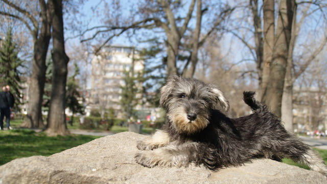 Куче цверг шнауцер Mini Schnauzer, 3 Months, Vaccinated - Yes - city of Sofia | Dogs - снимка 2