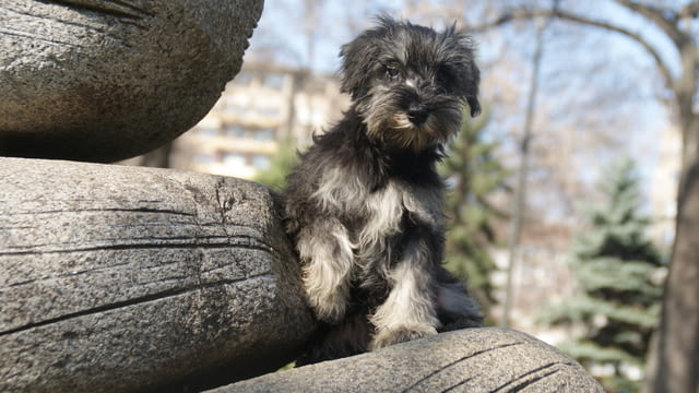 Куче цверг шнауцер Mini Schnauzer, 3 Months, Vaccinated - Yes - city of Sofia | Dogs - снимка 3