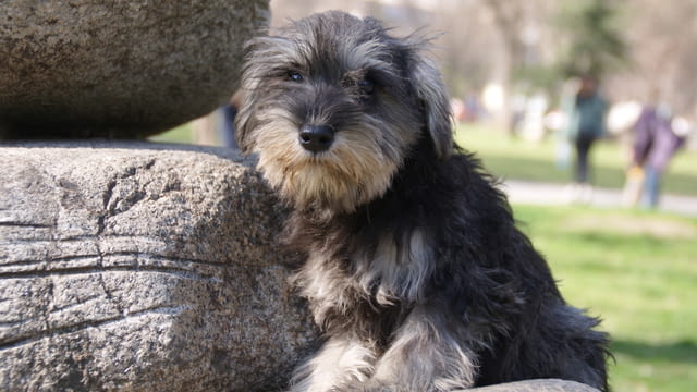 Куче цверг шнауцер Mini Schnauzer, 3 Months, Vaccinated - Yes - city of Sofia | Dogs - снимка 4
